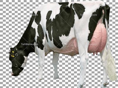 عکس دوربری شده گاو شیر ده